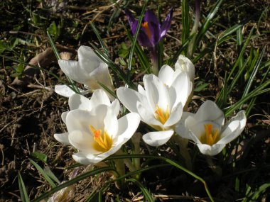 Çimlerde beyaz timsahlar