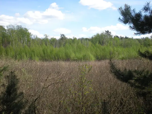 wiosenny krajobraz w lesie 