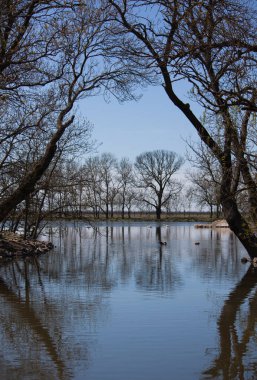 Beautiful spring landscape with lake, trees, reflections and waterfowl