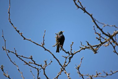 Starling baharda mavi gökyüzüne karşı bir ağaçta oturuyor. 