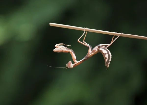 Mantis Hanging Upside Stick — Stock Photo, Image