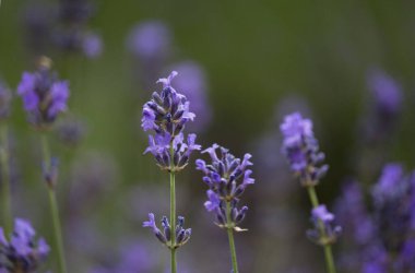 Güneşli bir günde açan lavanta tarlası, doğa, doğal arka plan, bahçe.
