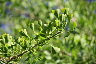Gingko biloba dalı, yeşil ağaç, güneşli gün