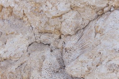 Kızıl Deniz kıyısındaki taşlar, Sharm El Sheikh, Mısır