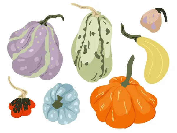 Farklı şekil ve çeşitlerde renkli balkabakları seti. Şükran Günü ve Cadılar Bayramı elementleri. Vektör illüstrasyonu