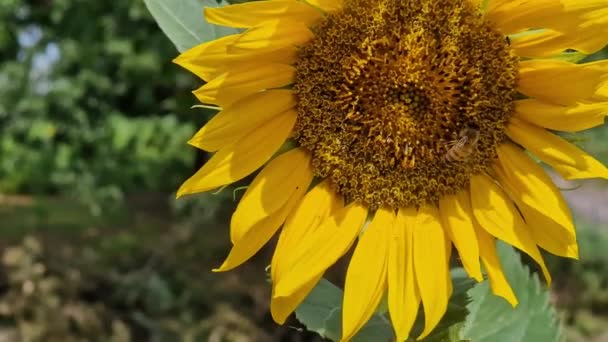 Медовая Пчела Опыляет Подсолнечное Растение Ботаническом Саду Озера Пластира — стоковое видео