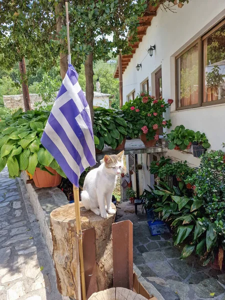 A cat sits on a cut tree bark next to a Greek flag in Makrinitsa at Pelion mountains