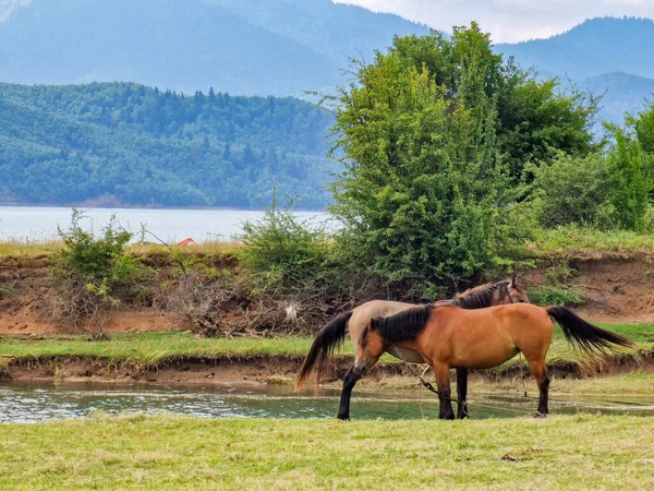 Dwa Konie Nad Jeziorem Pięknego Krajobrazu Wokół Jeziora Plastira Karditsa — Zdjęcie stockowe