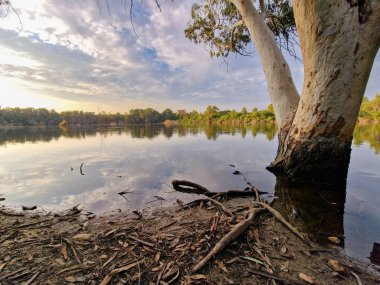 Beautiful tree bark and lake and surrounding trees at Athalassa National Park in Nicosia in Cyprus.