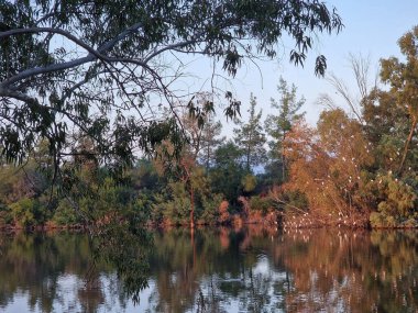Beautiful lake and surrounding trees with resting birds at Athalassa National Park in Nicosia in Cyprus.