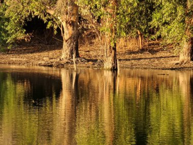 Beautiful eucalyptus tree reflections in Athalassa Park lake just outside Nicosia in Cyprus
