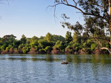 Beautiful lake and surrounding trees at Athalassa National Park in Nicosia in Cyprus.