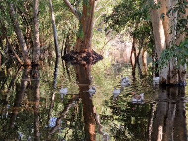 Beautiful reflections of tree barks and swimming geese in the lake at Athalassa National Park in Nicosia, Cyprus