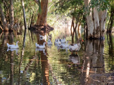 Beautiful reflections of tree barks and swimming geese in the lake at Athalassa National Park in Nicosia, Cyprus