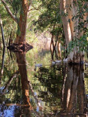 Beautiful reflections of tree barks and swimming geese in the lake at Athalassa National Park in Nicosia, Cyprus