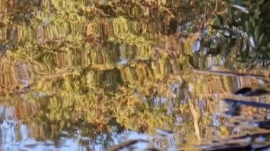 Abstract wavy shapes of tree trunk reflections on the surface of Athalassa lake in Nicosia, Cyprus. Suitable as background.