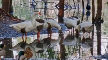 Geese on the shore of the lake at Athalassa National Park in Nicosia in Cyprus