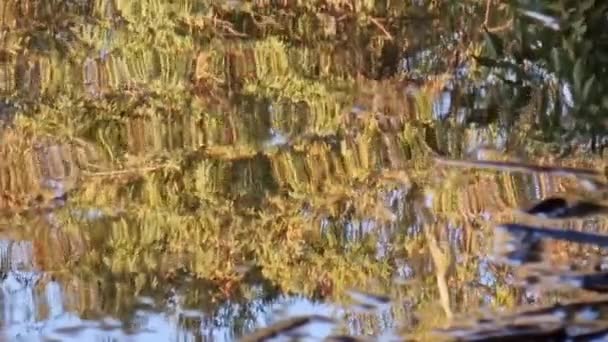 Abstract Wavy Shapes Tree Trunk Reflections Surface Athalassa Lake Nicosia — 비디오