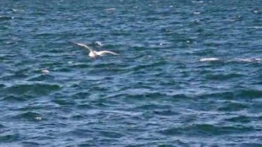 Yunanistan 'ın Amfilochia kentindeki hafif fırtınalı İyon Denizi üzerinde rüzgarlı bir günde uçan martılar