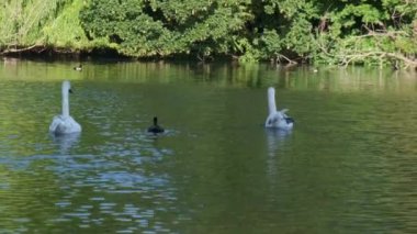 Londra 'daki St. James' s Park 'ta yüzen kuğular ve diğer kuşların güzel manzarası..