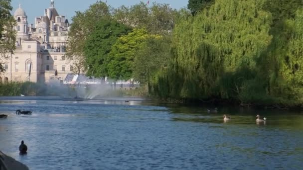 ロンドンのセントジェームズ公園の池で泳ぐスワンや他の鳥の美しい景色 — ストック動画