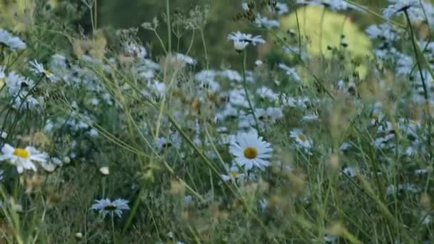 美しい夏の午後に前景にデイジーな花とロンドンのセントジェームズパークの景色 — ストック動画