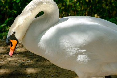 Dilsiz kuğu, cygnus olor Londra 'daki St. James parkında.