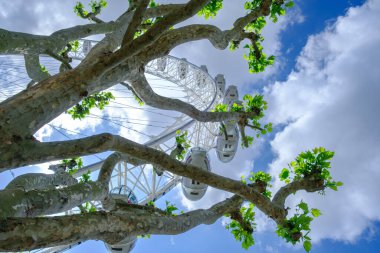 Londra 'da ağaç arkasındaki Londra Gözü' nün görüntüsü