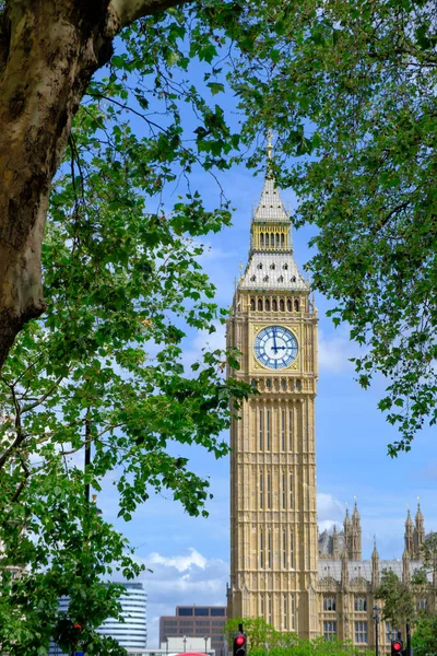 Big Ben Ağaç Dallarının Arkasındaki Parlamento Binalarında Saat Tutuyor Londra — Stok fotoğraf