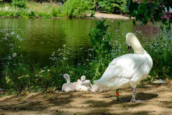 Mute Swan Cygnus Olor Its Babies Pond James Park London — Stock Photo, Image
