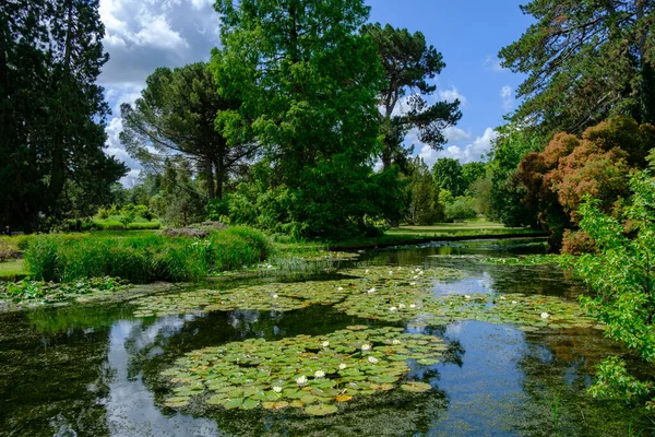 Piękny Staw Cambridge University Botanic Garden Cambridge Zjednoczone Królestwo — Zdjęcie stockowe