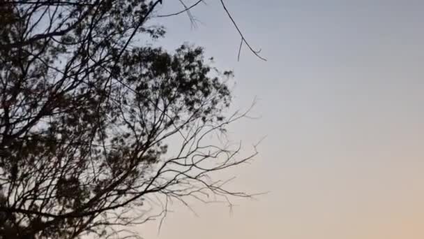 Vacker Sjö Och Omgivande Träd Med Fåglar Vid Athalassa Nationalpark — Stockvideo