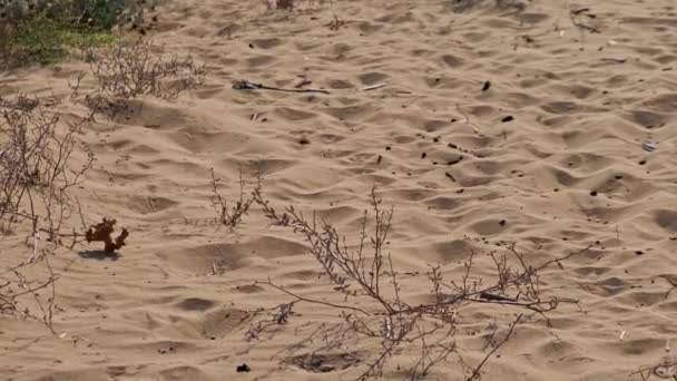 Goldener Strand Oder Schildkrötenstrand Karpasia Insel Zypern Der Nähe Des — Stockvideo