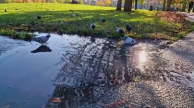 İngiltere, Londin 'deki bir parkta havalarda yüzen güvercinler.