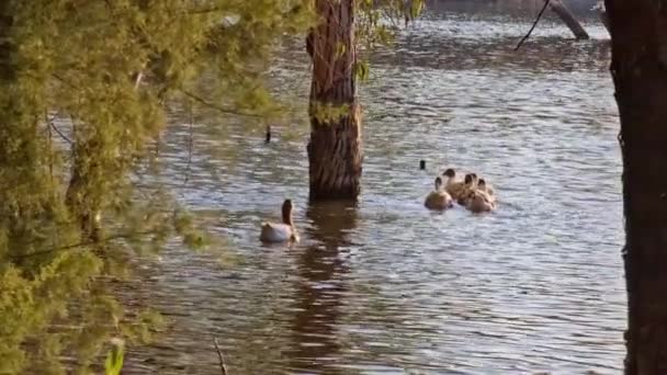 키프로스 Athalassa 공원에서 연못에서 게이즈 — 비디오