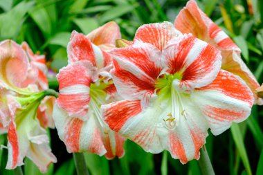 Amaryllis çiçek açmış Çek Cumhuriyeti 'nde bir botanik bahçesinde yakalanmış.