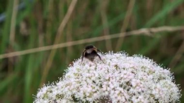 İrlanda, Ballybay 'de polen taşıyıcı olarak hizmet veren bir çiçek üzerindeki arı.