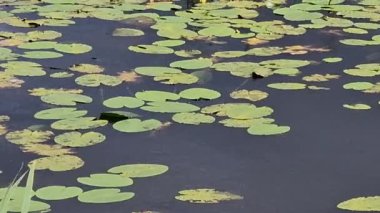 Nilüferler ve diğer bitkiler Ballybay 'de Lough Major, İrlanda Cumhuriyeti' nde Monaghan