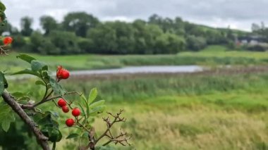 Ballybay 'de güzel bir kırsal, İrlanda' da Monaghan.
