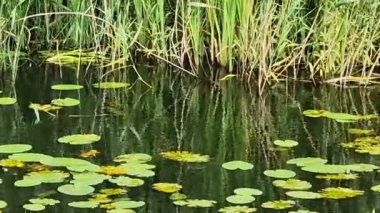 Nilüferler ve diğer bitkiler Ballybay 'de Lough Major, İrlanda Cumhuriyeti' nde Monaghan