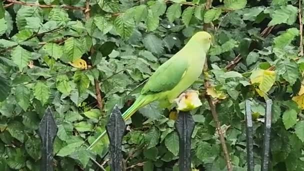 Perroquet mangeant une pomme à Hyde Park, Londres, Royaume-Uni