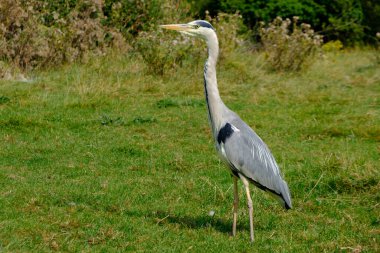 Gri balıkçıl. Çimlerin üzerinde duran Ardea Cinerea. Balıkçılgiller (Ardeidae) familyasından Orta Avrupa ve Asya 'da ve Afrika' nın bazı bölgelerinde yaşayan uzun bacaklı yırtıcı bir kuş türü..