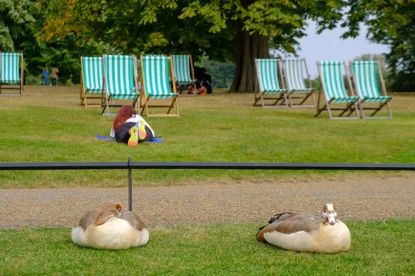 İki ördek ve bir kadın Londra, İngiltere 'deki Hyde Park' ın İtalyan Bahçeleri 'nde çimlerin üzerinde dinleniyorlar. Arka planda güverte sandalyeleri.