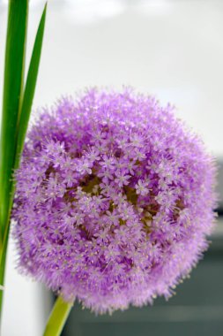 Tek bir küresel mor alyan çiçeğinin son derece detaylı makro görüntüsü. Yüzlerce yıldız şeklindeki çiçekleri ve parlak mor renkleri bulanık arka planda sergiliyor..