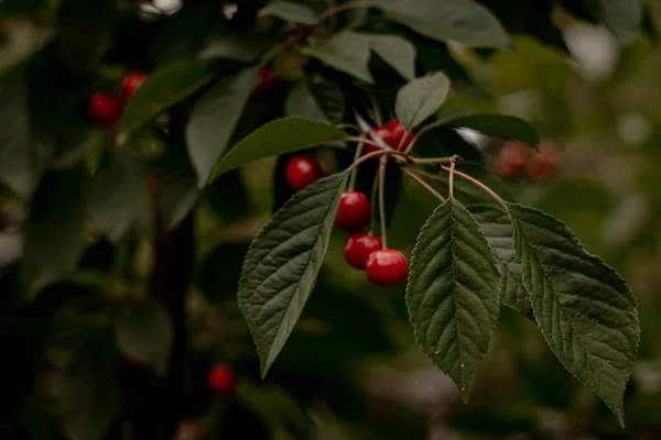 Olgun kırmızı meyveler bir ağacın dalında. 