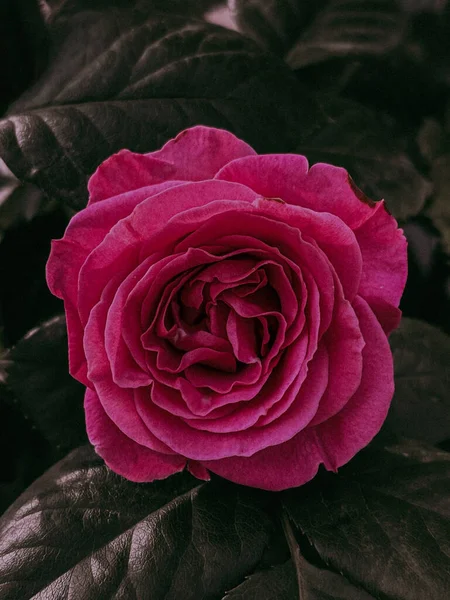 ภาพระยะใกล แนวต งของดอกก หลาบท งบาน — ภาพถ่ายสต็อก