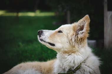 yeşil çayır köpeği 