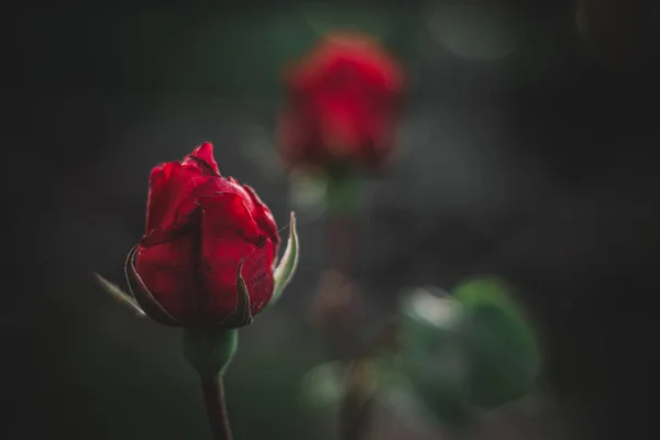 Красива Троянда Саду Флора Природі — стокове фото