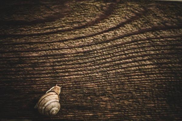 Ujęcie Bliska Małego Ślimaka Drewnianej Powierzchni — Zdjęcie stockowe