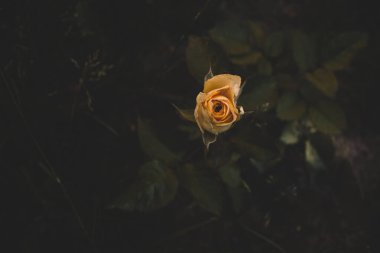Güzel botanik fotoğrafı, doğal duvar kağıdı.